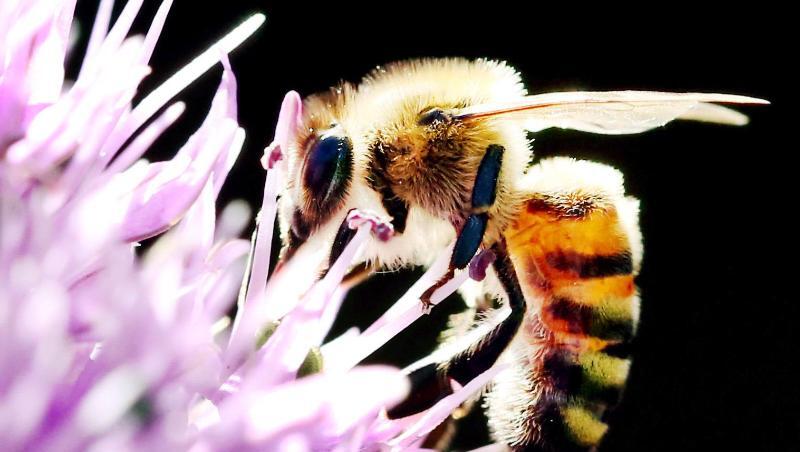 Das Agrar-Paket der Regierung beinhaltet Regelungen für den Schutz von Nutztieren und Insekten vor allem in der Landwirtschaft. Das Agrar-Paket der Regierung beinhaltet Regelungen für den Schutz von Nutztieren und Insekten vor allem in der Landwirtschaft.