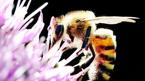 Das Agrar-Paket der Regierung beinhaltet Regelungen für den Schutz von Nutztieren und Insekten vor allem in der Landwirtschaft.