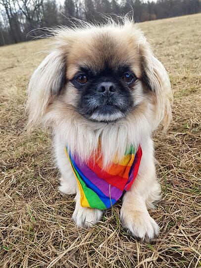 Yoda
