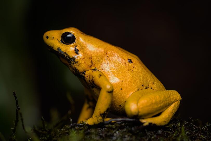 Insgesamt gibt es 170 Pfeilgiftfrosch-Arten, doch nur drei davon sind lebensgefährlich für den Menschen, wie etwa der Schreckliche Pfeilgiftfrosch (Bild). Falls sein tödliches Gift ("Batrachotoxin") in die Blutbahn von anderen Tieren oder auch Menschen gelangt, kann dies zu Lähmungserscheinungen des Nerven- und Muskelsystems führen. Bereits kleine Menge reichen aus, um einen Menschen zu töten. Insgesamt gibt es 170 Pfeilgiftfrosch-Arten, doch nur drei davon sind lebensgefährlich für den Menschen, wie etwa der Schreckliche Pfeilgiftfrosch (Bild). Falls sein tödliches Gift ("Batrachotoxin") in die Blutbahn von anderen Tieren oder auch Menschen gelangt, kann dies zu Lähmungserscheinungen des Nerven- und Muskelsystems führen. Bereits kleine Menge reichen aus, um einen Menschen zu töten.