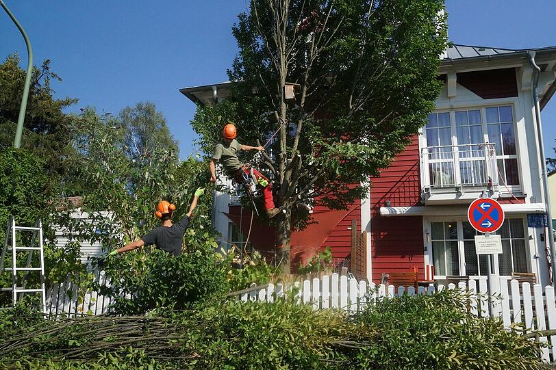 Hier verschwinden 33 private Gärten: Bilder von der Abholzaktion in Waldperlach.