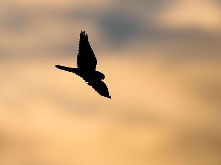 Falke im Morgengrauen. Foto: Julian Stratenschulte/dpa/Symbolbild