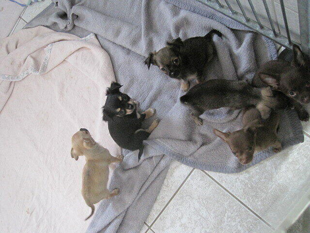 Die Hunde sind viel zu jung, um von der Mutter getrennt zu werden.