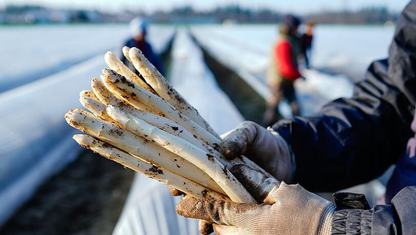 Die Spargelanbauer sind zufrieden mit der Saison, sagt der Verband Süddeutscher Spargel- und Erdbeeranbauer. (Archivbild)