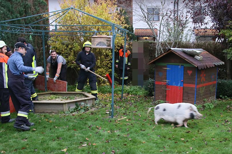 "Sissi" on Tour - die Bilder der Entdeckungsreise von Bayerns (spätestens jetzt) berühmtesten Hausschwein.