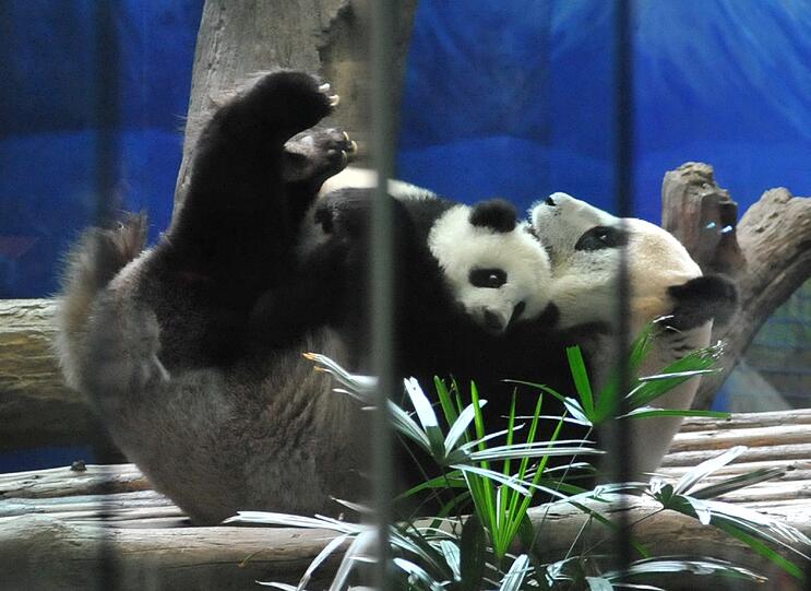 Zum ersten Mal vor Publikum: Die kleine "Yuan Zai" turnt durch das Gehege.