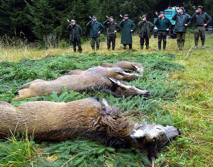 Das blutige Ritual: Sind Jäger wirklich Naturschützer &ndash; oder nur die &bdquo;Metzger des Waldes&ldquo;?