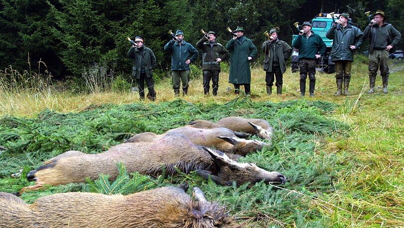 Das blutige Ritual: Sind Jäger wirklich Naturschützer – oder nur die „Metzger des Waldes“? Das blutige Ritual: Sind Jäger wirklich Naturschützer – oder nur die „Metzger des Waldes“?
