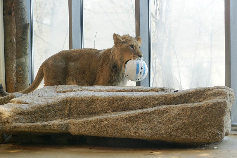Zwei einjährige Löwenjungs wohnen seit einigen Tagen im Tierpark Hellabrunn. Und der TSV 1860 hat für sie eine Patenschaft übernommen. Klicken Sie durch die besten Aufnahmen von den verspielten Tieren!