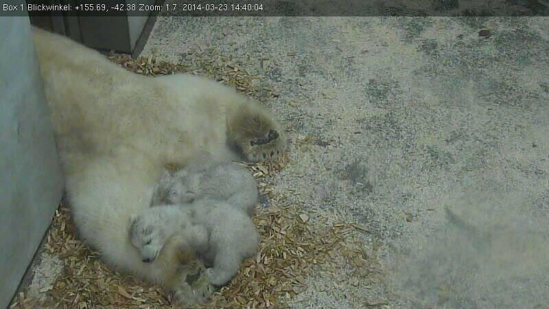 Am Sonntag kamen trotz Regenwetters 1500 Besucher in den Tierpark. Von der Eisbärenfamilie war leider nicht viel zu sehen. Die drei hatten es sich die meiste Zeit im Mutter-Kind-Haus gemütlich gemacht. Hier kuscheln sie im Gang nach draußen.