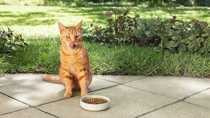 High quality pet food seit 1991. High quality pet food seit 1991.