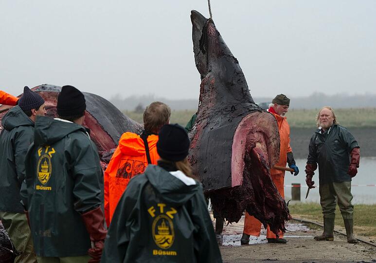 Stück fuer Stück zerlegen Experten seit Freitagmorgen in Meldorf den in der Nordsee verendeten Pottwals.