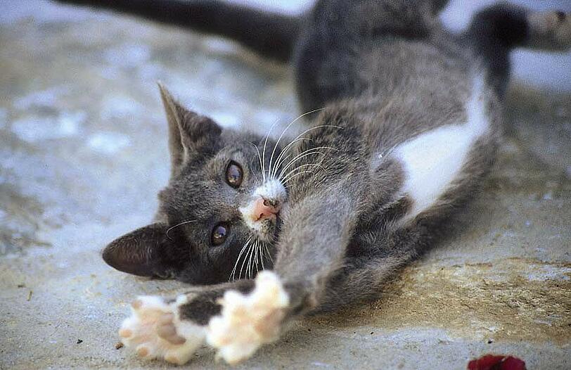 Wild lebende Katzen werden vom Tierschutzverein kastriert.