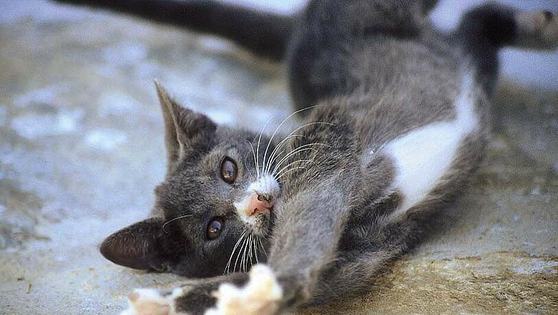 Wild lebende Katzen werden vom Tierschutzverein kastriert. Wild lebende Katzen werden vom Tierschutzverein kastriert.