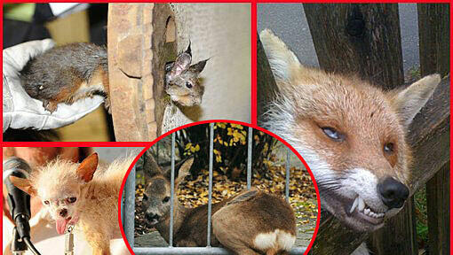 Weitere skurrile Tiergeschichten in unserer Bilderstrecke. Weitere skurrile Tiergeschichten in unserer Bilderstrecke.