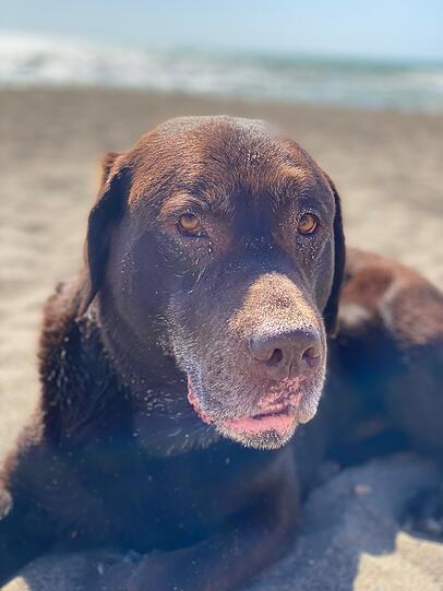 Chicco ist 11 Jahre alt und ein liebevoller Hund. Wir liebe ihn alle weil er immer freundlich ist trotz seiner schmerzhaften Arthrose. Er liebt seine Stofftiere und die Couch sowie seine leckerlies. Und viele streicheleinheiten. Seine Gesichtszüge sind einzigartig.