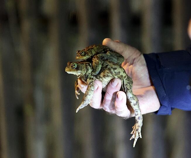 Die Männchen halten Ausschau nach einem Weibchen, auf dessenRücken sie sich klammern und zum Teich tragen lassen.