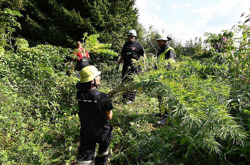 Ungewöhnlicher Feuerwehreinsatz: Im Landkreis Traunstein musste eine Cannabisplantage sichergestellt werden.