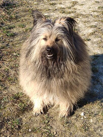 Balu