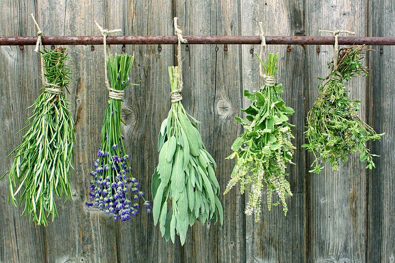 Wenn Sie Kräuter in Ihrem Garten anbauen, sollten Sie auch hier nochmal ordentlich ernten im September. Der Vorrat kann dann eingefroren oder getrocknet werden. So gibt es auch den Winter über leckere Kräuter aus dem eigenen Garten - diese schmecken oft deutlich frischer und aromatischer als gekaufte Varianten. Besonders vielseitig und beliebt sind Rosmarin, Salbei, Minze, Thymian und Oregano. Wenn Sie Kräuter in Ihrem Garten anbauen, sollten Sie auch hier nochmal ordentlich ernten im September. Der Vorrat kann dann eingefroren oder getrocknet werden. So gibt es auch den Winter über leckere Kräuter aus dem eigenen Garten - diese schmecken oft deutlich frischer und aromatischer als gekaufte Varianten. Besonders vielseitig und beliebt sind Rosmarin, Salbei, Minze, Thymian und Oregano.