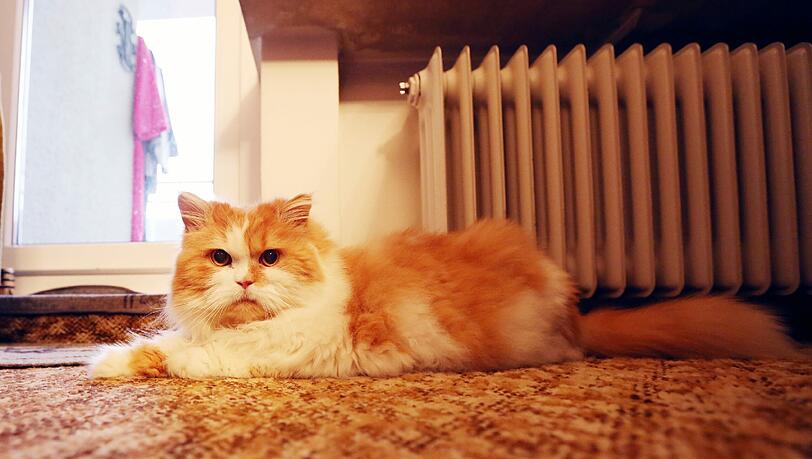 Elvis ist 13 Jahre alt und leidet an Diabetes. Elvis ist 13 Jahre alt und leidet an Diabetes.