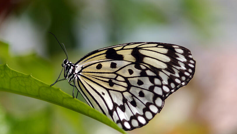 Idea leuconoe hei&szlig;t dieses h&uuml;bsche Exemplar.