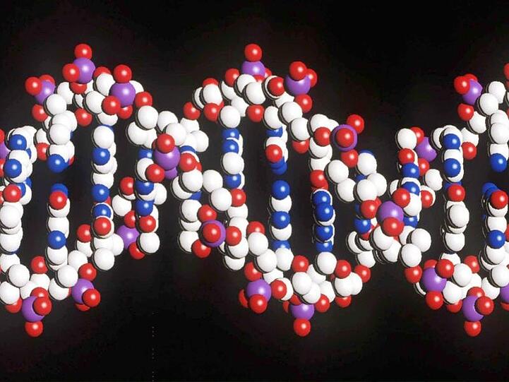 Ein Modell eines menschlichen DNA-Stranges mit der doppelten Helix-Struktur.