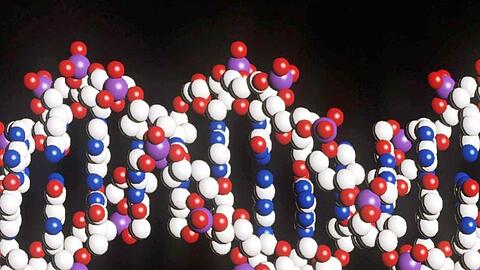 Ein Modell eines menschlichen DNA-Stranges mit der doppelten Helix-Struktur.