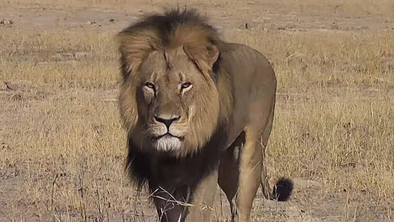 Löwe Cecil war ein Star im Tierreich. Löwe Cecil war ein Star im Tierreich.
