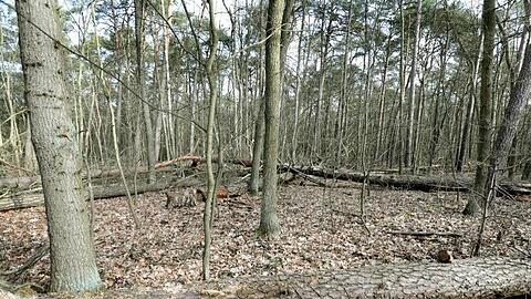 Umgestürzte Bäume und Totholz in einem Mischwaldbestand mit Kiefern liegen im Revier Müggelsee im Bezirk Köpenick am Rand eines Waldweges.