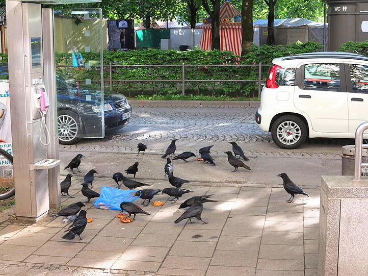 Morgens früh um acht am Orleansplatz: Jemand hat eine Tüte Brezn verloren, die Krähen freut's und AZ-Leser Djordje Matkovic hat's fotografiert.