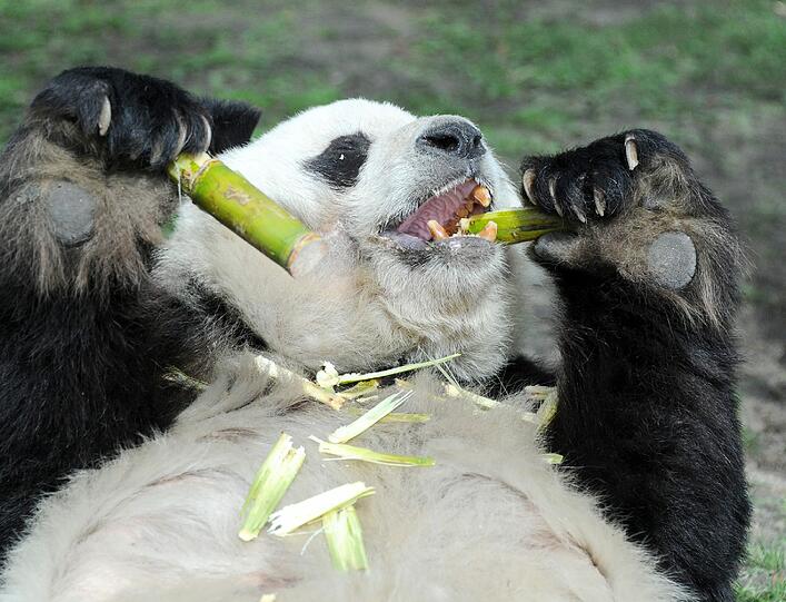 Der Riesenpanda Bao Bao und seine Partnerinnen Tjen Tjen und Yan Yan waren jahrelang eine Attraktion im Berliner Zoo. Bao Bao war 1980 als Geschenk der chinesischen Regierung an den damaligen Bundeskanzler Helmut Schmidt (SPD) nach Berlin gekommen. Schlagzeilen machten zahlreiche vergebliche Versuche, auf natürlichem Wege oder mit künstlicher Befruchtung Panda-Nachwuchs zu bekommen. Im August 2012 starb Bao Bao mit 34 Jahren. Er galt weltweit als der älteste in einem Zoo lebende männliche Panda.