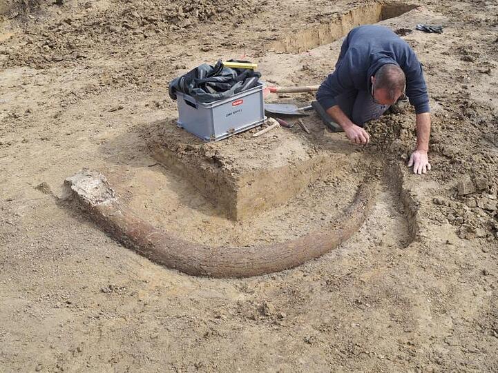 Ein Archäologe arbeitet an einer Ausgrabungsstelle an der ein Stoßzahn eines Mammuts gefunden wurde. Foto: --/Bayerisches Landesamt für Denkmalpflege/dpa