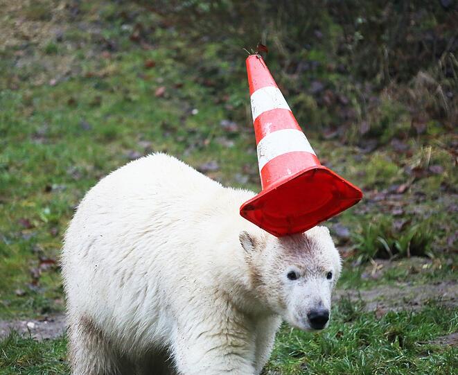 Die schönsten Bilder vom ersten Geburtstag der Münchner Eisbären-Zwillinge Nela und Noby mit ihrer Mutter Giovanna.