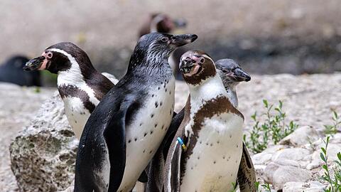 Eine Pinguin-Familie steht in ihrem Gehege im Tierpark Hellabrunn. Foto: Matthias Balk/dpa/Symbolbild