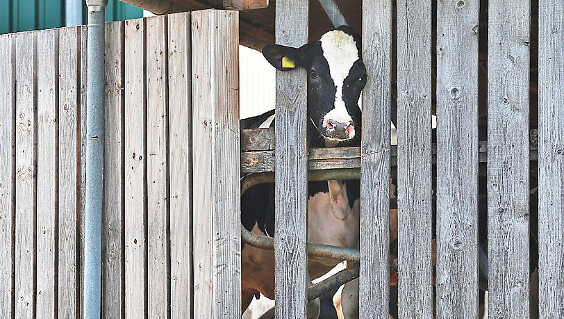 Eine Kuh streckt ihren Kopf durch die Holzlatten eines Stalls. Den Tieren in den durch den Skandal 2019 bereits bekannten Betrieben im Allgäu scheint es immer noch nicht besser zu gehen.