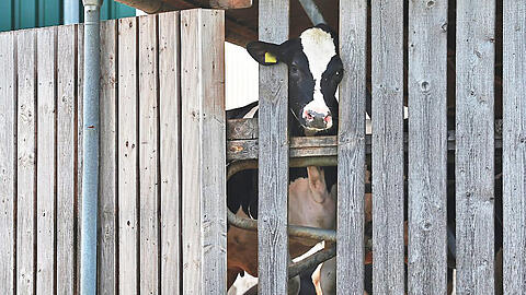 Eine Kuh streckt ihren Kopf durch die Holzlatten eines Stalls. Den Tieren in den durch den Skandal 2019 bereits bekannten Betrieben im Allgäu scheint es immer noch nicht besser zu gehen.