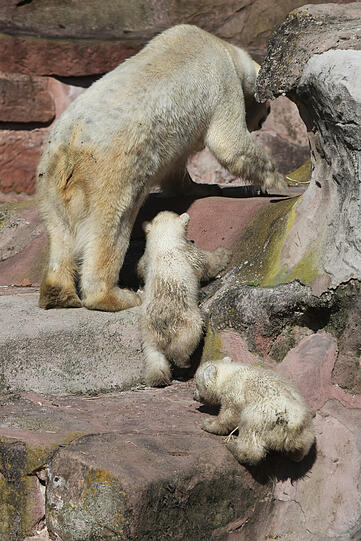Unsere Eisbärchen Aleut und Gregor mit Mama Vera bei ihrem ersten Ausflug im Freigehege.