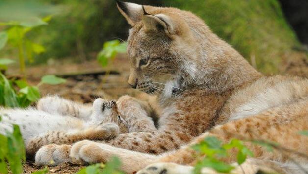 Seltene Raubkatzen im Wildpark bestaunen. Seltene Raubkatzen im Wildpark bestaunen.