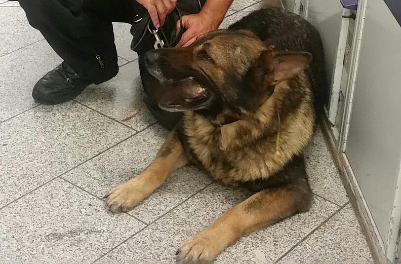 Polizeihund Herkules spürte den Tunnelspaziergänger im Fasanerietunnel auf.