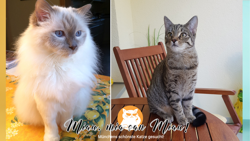Mehr als 1.100 Bewerbungen sind schon eingegangen.  Zwei davon: Merlin (links) und Bella (rechts).