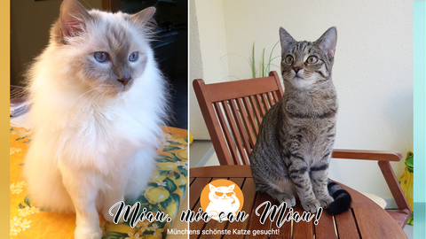 Mehr als 1.300 Bewerbungen sind schon eingegangen.  Zwei davon: Merlin (links) und Bella (rechts).