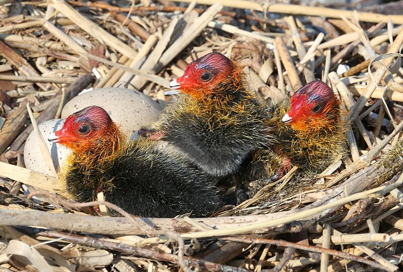 Rotes Kopferl, gelbe Strähnchen: die Blesshuhn-Küken in ihrem Nest.