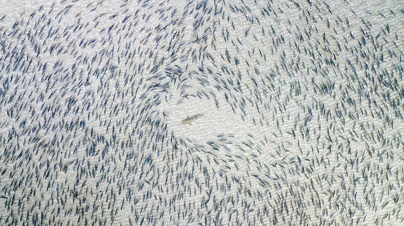 Blacktip Shark: Gewinner in der Kategorie Wildlife.