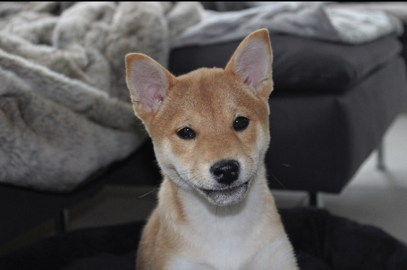 Akira