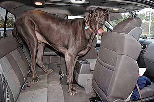 Bei praller Hitze sollte man seinen Hund nie im Auto zurücklassen.