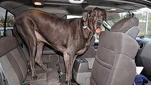 Bei praller Hitze sollte man seinen Hund nie im Auto zurücklassen. Bei praller Hitze sollte man seinen Hund nie im Auto zurücklassen.