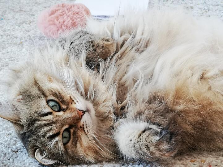 Knapp 300 Katzenbilder wurden der Redaktion nach einem Aufruf geschickt. Hier eine kleine Auswahl: