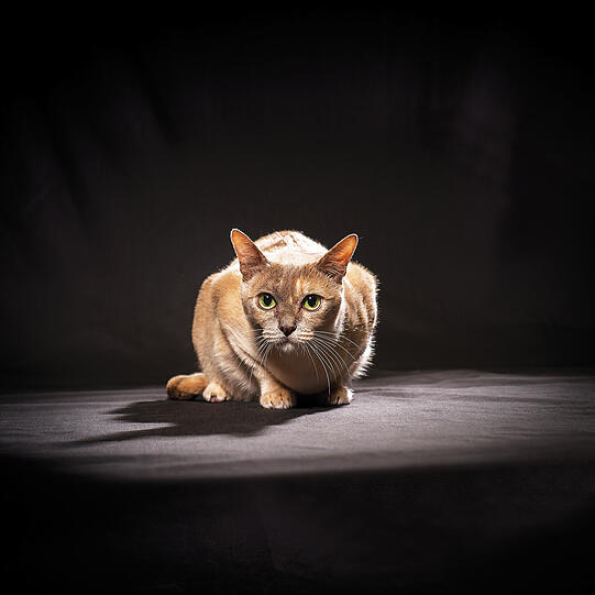 Dank ihrer großartigen Persönlichkeit und ihrem markanten Aussehen ist die Burma-Katze als Haus- und Ausstellungstier weltweit überaus beliebt. Sie gehört zu den vier Rassen, die aus Thailand stammen (die anderen sind Siam- und Koratkatze sowie Khao Manee). Ihr thailändischer Name Suphalak bedeutet &bdquo;wunderbare Erscheinung&ldquo; &ndash; was für ein passender Name!