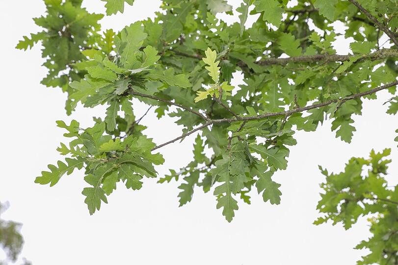 Die Zerreiche verträgt trockenes Mittelmeerklima gut, sie ist vorallem in Südosteuropa heimisch.